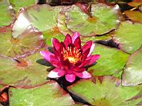 Nympheas - William Falconer (03) (Photo F. Mrugala)